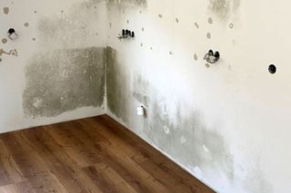 Baugutachter Gügel hilft bei Schimmelbefall Schimmelbefall